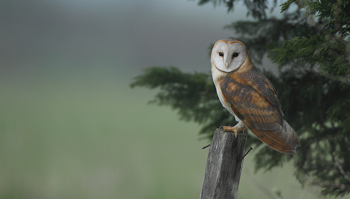 Conférence : découvrir les rapaces nocturnes